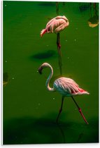 PVC Schuimplaat- Groepje Flamingo's Staand in Groenkleurig Water - 40x60 cm Foto op PVC Schuimplaat