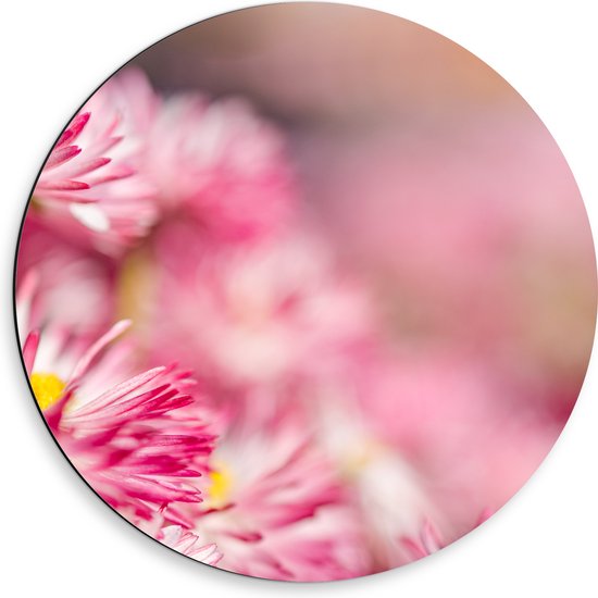 Dibond Muurcirkel - Roze met Witte Bloempjes in het Bloemenveld - 50x50 cm Foto op Aluminium Muurcirkel (met ophangsysteem)