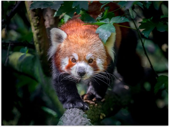 Poster Glanzend – Sluipende Rode Panda op Smalle Boomstam - 40x30 cm Foto op Posterpapier met Glanzende Afwerking