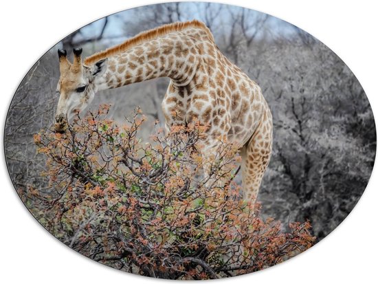 Dibond Ovaal - Giraffe Etend van Boom met Laatste Bladeren - 108x81 cm Foto op Ovaal (Met Ophangsysteem)