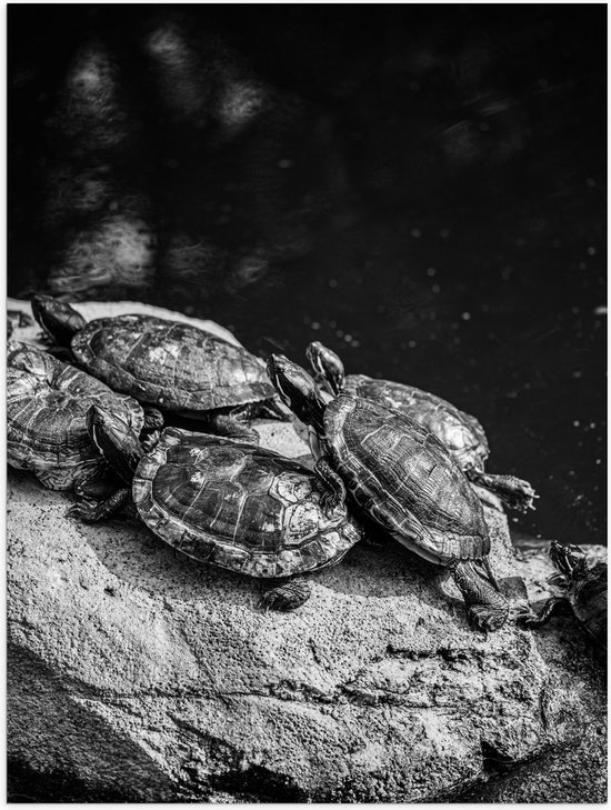 Poster (Mat) - Groep Kleine Schildpadden op Rots in het Water (Zwart- wit) - 30x40 cm Foto op Posterpapier met een Matte look