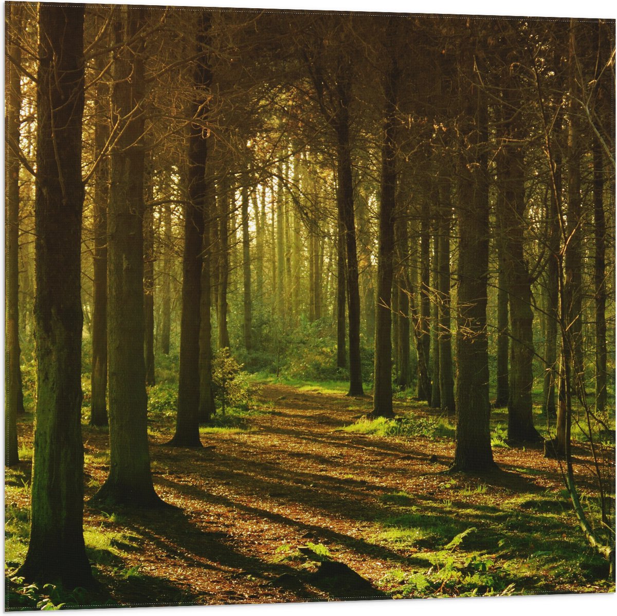 Vlag - Zonnestralen langs Stammen van Boom - 80x80 cm Foto op Polyester Vlag