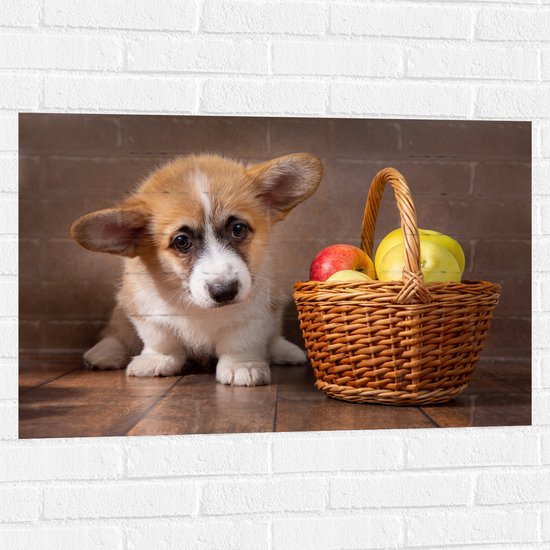 Muursticker - Corgi Puppy langs Mandje gevuld met Appels - 90x60 cm Foto op Muursticker