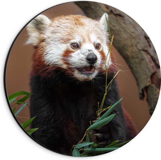 Dibond Muurcirkel - Etende Rode Panda van Groene Planten - 20x20 cm Foto op Aluminium Muurcirkel (met ophangsysteem)