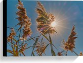 Canvas - Felle Zon Vallend op Droge Grassen - 40x30 cm Foto op Canvas Schilderij (Wanddecoratie op Canvas)