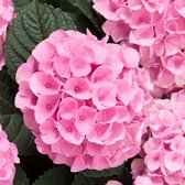Garden Select - Set van 3 roze Hortensia's - Hydrangea macrophylla 'Early Pink' - Pot ⌀10.5cm - Hoogte 25-40cm - Tuinplant - Hortensia - Winterhard - Roze bloemen - Struik