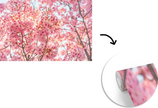 Papier peint Papier peint photo en vinyle - Fleur de cerisier au Japon largeur 420 cm x hauteur 280 cm - Tirage photo sur papier peint (disponible en 7 tailles)
