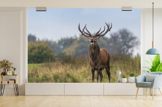 Papier peint photo peint vinyle - Cerf mâle dans la prairie largeur 330 cm x hauteur 220 cm - Tirage photo sur papier peint (disponible en 7 tailles)