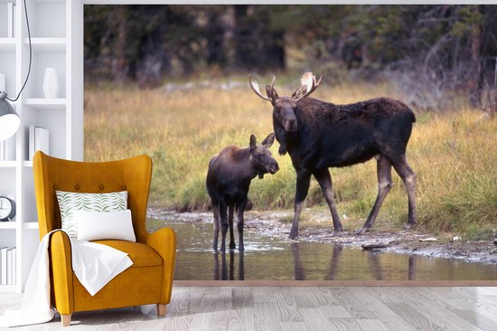 Papier peint photo peint vinyle - Elk avec son petit dans l'eau largeur 390 cm x hauteur 260 cm - Tirage photo sur papier peint (disponible en 7 tailles)