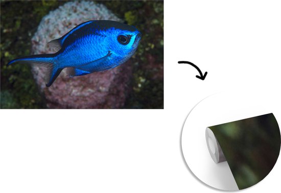 Papier peint Papier peint photo en vinyle - Poisson bleu largeur 420 cm x hauteur 280 cm - Tirage photo sur papier peint (disponible en 7 tailles) / Mer et plage