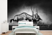 Behang - Fotobehang Antilope - Zwart wit - Portret - Wilde dieren - Dieren - Breedte 450 cm x hoogte 300 cm