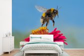 Behang - Fotobehang Hommel zwevend boven een roze Zinnia plant - Breedte 360 cm x hoogte 240 cm