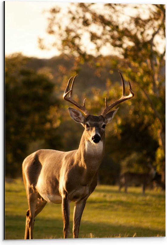 WallClassics - Dibond - Bruin Hert in de Zon - 40x60 cm Foto op Aluminium (Wanddecoratie van metaal)