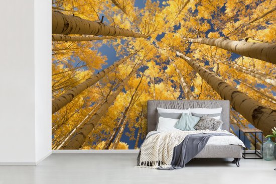 Papier peint - Papier peint Papier peint photo Bouleaux aux feuilles jaunes en perspective de grenouille - Largeur 330 cm x hauteur 220 cm
