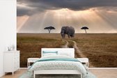Papier peint photo en vinyle - Éléphant dans le parc national du Masai Mara au Kenya largeur 600 cm x hauteur 400 cm - Tirage photo sur papier peint (disponible en 7 tailles)