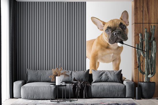 Behang - Fotobehang Franse Bulldog - Bruin - Wit - Breedte 120 cm x hoogte 240 cm
