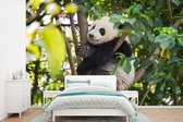Behang - Fotobehang Panda - Dier - Boom - Breedte 525 cm x hoogte 350 cm