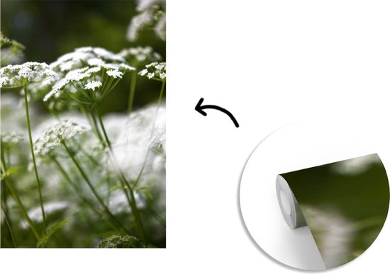 Gros plan de persil de vache 195x300 cm