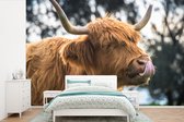 Behang - Fotobehang Schotse hooglander - Koe - Lente - Dieren - Breedte 330 cm x hoogte 220 cm