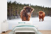 Behang - Fotobehang Schotse hooglander - Sneeuw - Koeien - Breedte 390 cm x hoogte 260 cm
