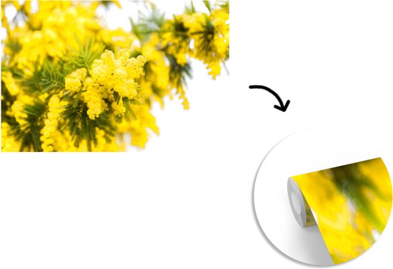 Papier peint photo en vinyle - Une fleur de mimosa jaune largeur 450 cm x hauteur 300 cm - Tirage photo sur papier peint (disponible en 7 tailles)