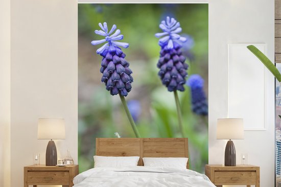 Papier peint photo vinyle - Jacinthes de raisin dans une pelouse largeur 160 cm x hauteur 240 cm - Tirage photo sur papier peint (disponible en 7 tailles)