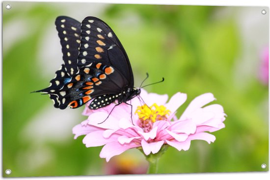 Tuinposter – Zwart met Oranje Papilio Vlinder op Lichtroze Bloem - 105x70 cm Foto op Tuinposter (wanddecoratie voor buiten en binnen)