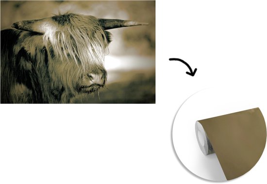 Papier peint - Papier peint photo Scottish Highlander - Animaux - Cheveux - Largeur 525 cm x hauteur 350 cm