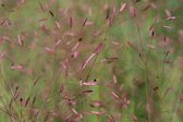 12x Liefdesgras (eragrostis spectabilis) - P9 pot (9x9)