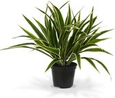 Plantje.nl - Chlorophytum Graslelie 30 cm - Kunstplant