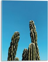 WallClassics - Acrylglas - Toppen van Cactussen tegen Blauwe Lucht - 30x40 cm Foto op Acrylglas (Wanddecoratie op Acrylaat)