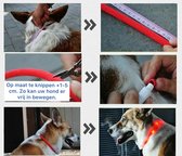 Led Halsband Hond Usb Oplaadbaar 20-50 CM - Roze - Led Honden Halsband - Extra Small tm Extra Large - Universeel - Honden lampje - Honden Licht - Honden Veiligheid - Lichtgevende Halsband Hond