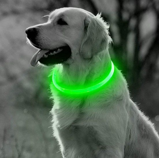 Lichtgevende hondenhalsband: 16x de beste van 2023 [Korting]