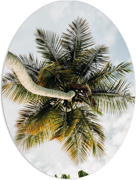 PVC Schuimplaat Ovaal - Palmboom vanaf onder - 60x80 cm Foto op Ovaal (Met Ophangsysteem)