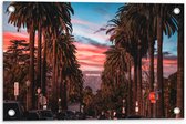 Tuinposter – Los Angeles Hollywood met Palmbomen - 60x40 cm Foto op Tuinposter (wanddecoratie voor buiten en binnen)