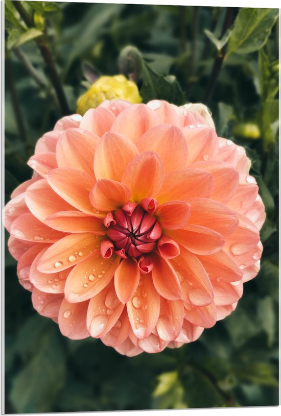 Acrylglas - Oranje Roze Dahlia Plant met Waterdruppels - 60x90 cm Foto op Acrylglas (Wanddecoratie op Acrylaat)