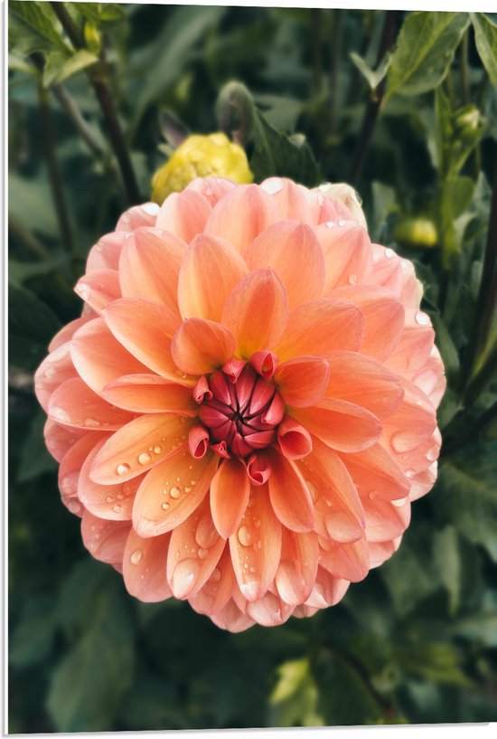 PVC Schuimplaat- Oranje Roze Dahlia Plant met Waterdruppels - 50x75 cm Foto op PVC Schuimplaat