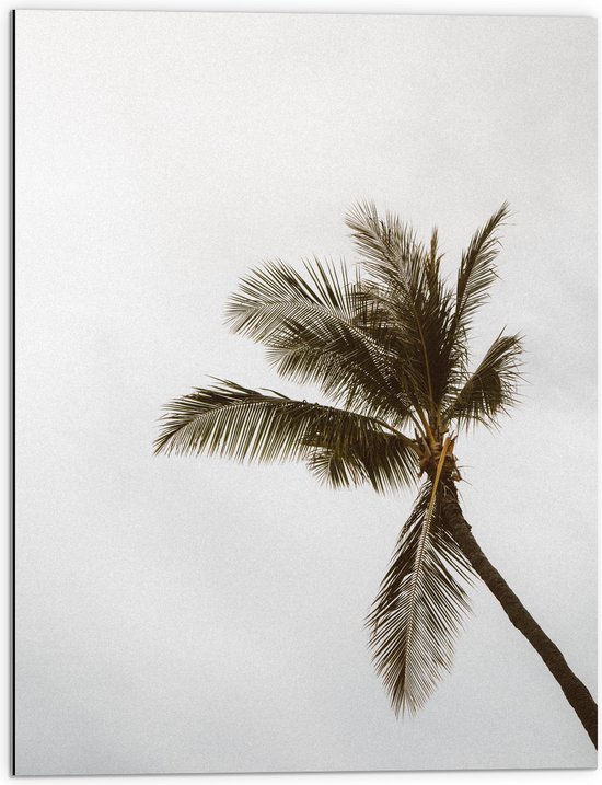 Dibond - Palmboom in de Wind - 60x80 cm Foto op Aluminium (Wanddecoratie van metaal)