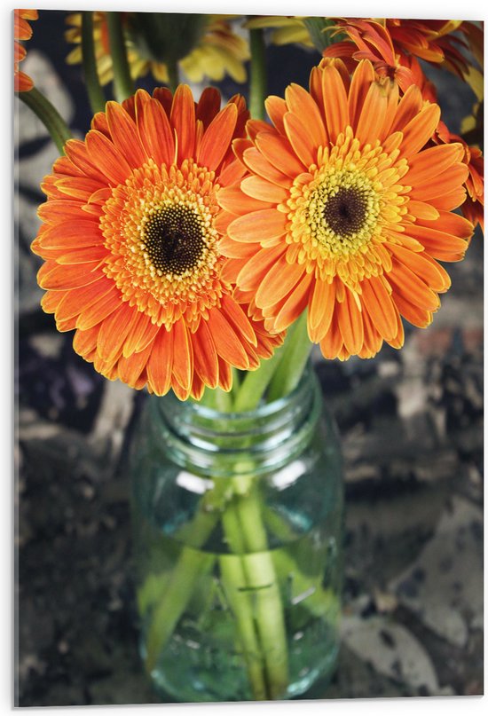 Acrylglas - Oranje Gerbera Jamesonii Bloemen - 50x75 cm Foto op Acrylglas (Met Ophangsysteem)
