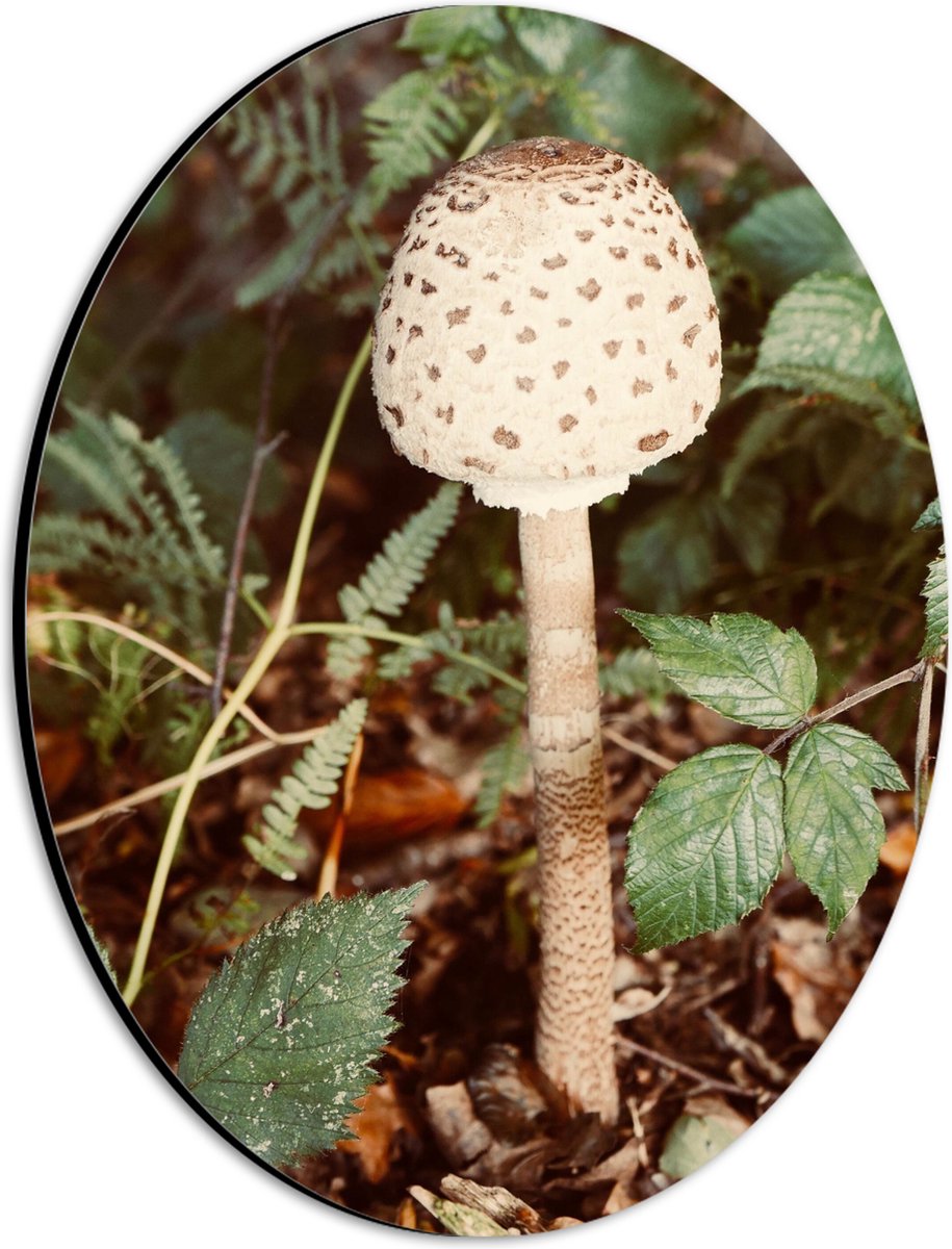 Dibond Ovaal - Grote Parasolzwam Paddestoel tussen Groene Bladeren - 21x28 cm Foto op Ovaa