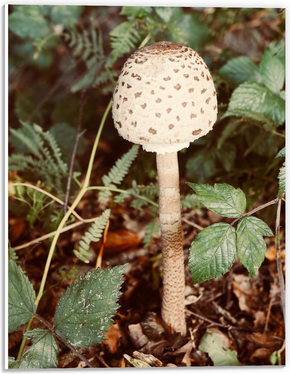 PVC Schuimplaat - Grote Parasolzwam Paddestoel tussen Groene Bladeren - 30x40 cm Foto op P