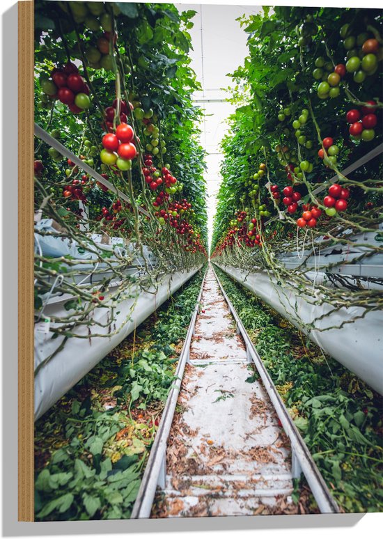 Hout - Rails langs Tomaten in Kwekerij - 40x60 cm - 9 mm dik - Foto op Hout (Met Ophangsysteem)