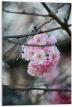 Acrylglas - Licht Roze Bloemen aan een Tak - Sakura - 50x75 cm Foto op Acrylglas (Wanddecoratie op Acrylaat)