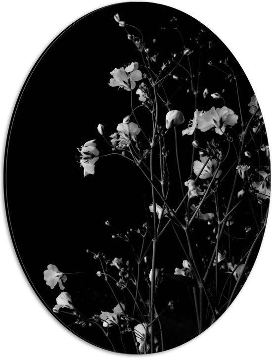 Dibond Ovaal - Sluierkruid Bloemen Zwart/Wit - 30x40 cm Foto op Ovaal (Met Ophangsysteem)