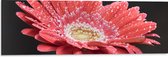 Dibond - Rode Gerbera Jamesonii met Waterdruppels - 90x30 cm Foto op Aluminium (Met Ophangsysteem)