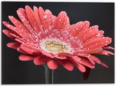 Dibond - Rode Gerbera Jamesonii met Waterdruppels - 40x30 cm Foto op Aluminium (Met Ophangsysteem)