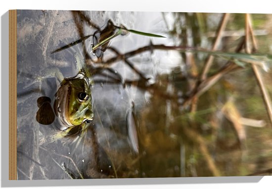 Hout - zz Dikke Groene Kikker in Water met Riet - 60x40 cm - 9 mm dik - Foto op Hout (Met Ophangsysteem)