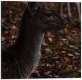 WallClassics - Dibond - Opzij kijkend Hert in het Bos - Sikahert - 50x50 cm Foto op Aluminium (Wanddecoratie van metaal)