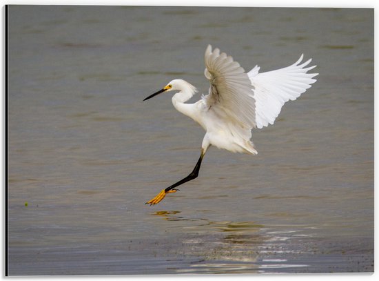 WallClassics - Dibond - Vliegende Reiger naar het Water - 40x30 cm Foto op Aluminium (Wanddecoratie van metaal)