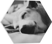 WallClassics - PVC Schuimplaat Hexagon - Slapende Hond - Zwart Wit - 40x34.8 cm Foto op Hexagon (Met Ophangsysteem)